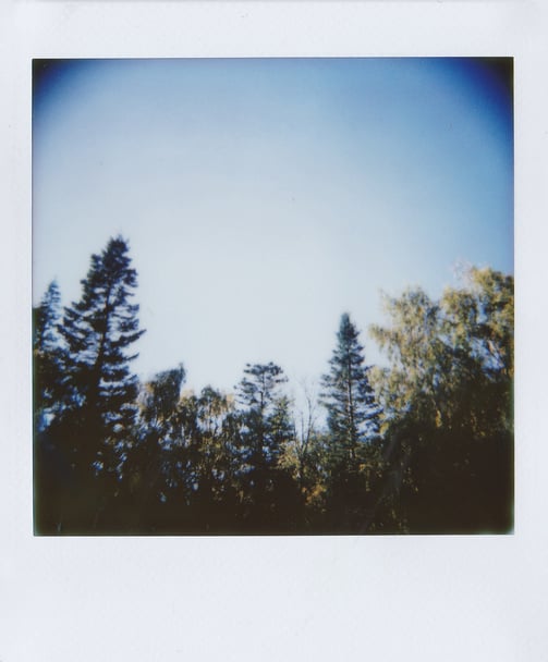 Green Trees Under Blue Sky